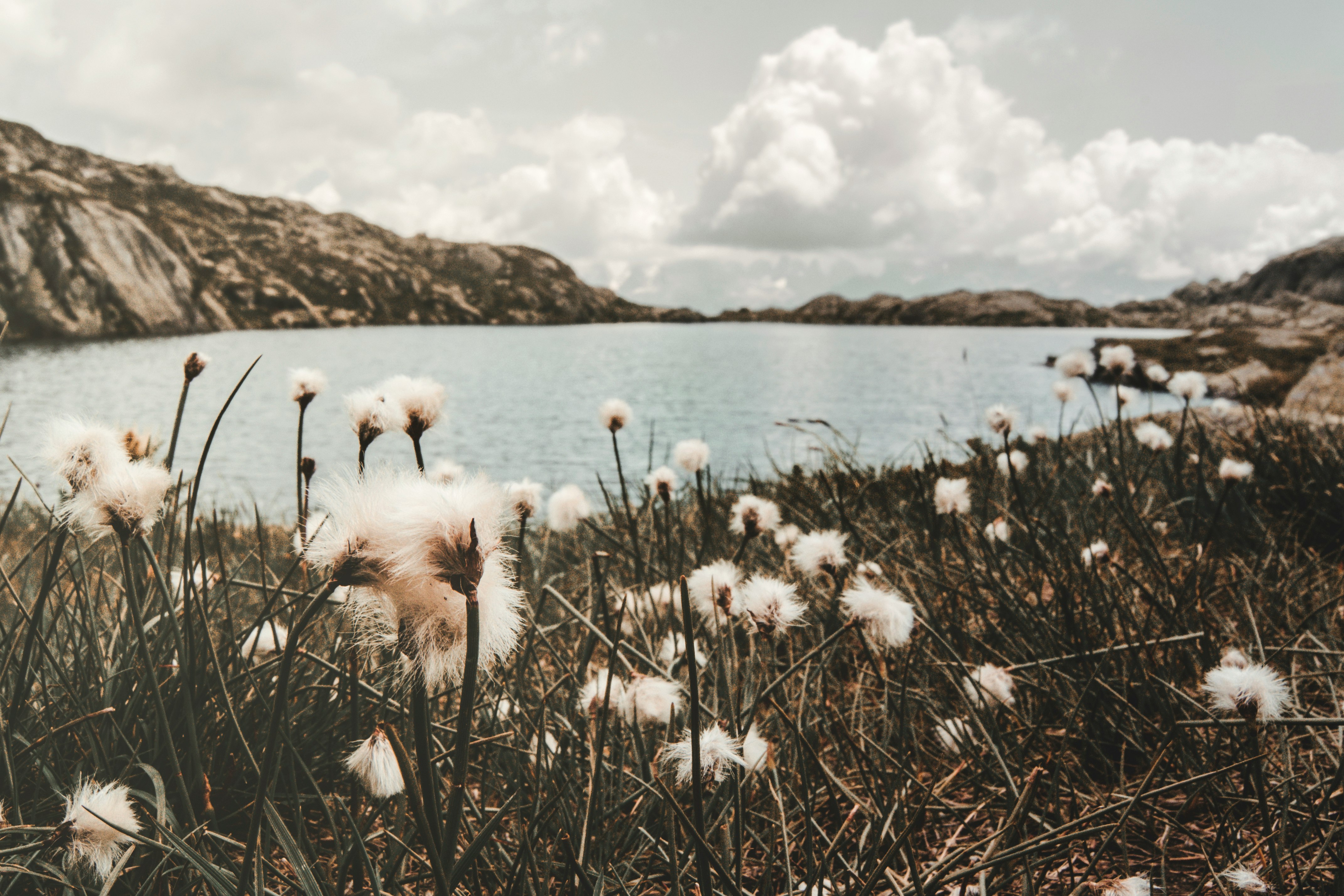 white flowers on body of water during daytime